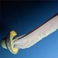 Ghi hình thành công sứa ma khổng lồ ở vùng biển gần châu Nam Cực