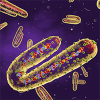 Virus Marburg gây tử vong cao nhưng không dễ lây