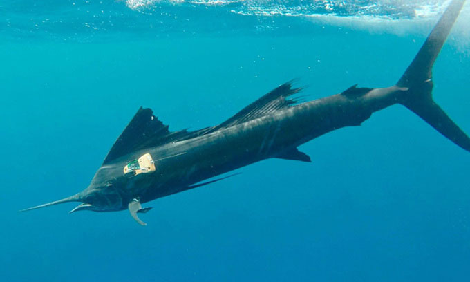  Cá buồm gắn bộ thiết bị theo dõi. 