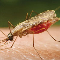 Biến đổi khí hậu làm lây truyền bệnh sốt rét ở châu Phi