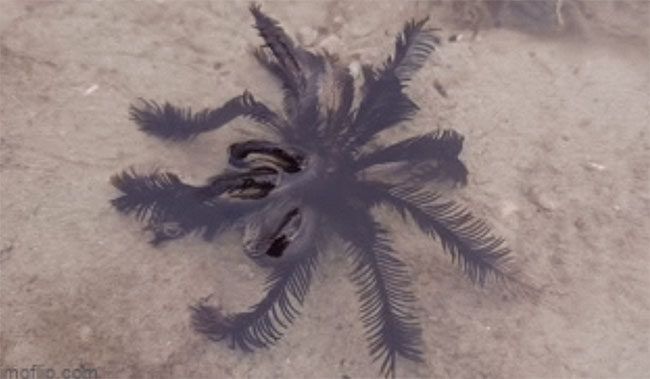 Con vật được nhìn thấy đang di chuyển giữa đám rong biển chết.