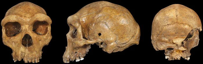 Hộp sọ này có tuổi đời ít nhất vài nghìn năm.