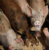 Hệ sinh thái ở Mỹ bị đe dọa bởi giống "siêu lợn" thông minh