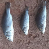 "Mưa cá" trút xuống thị trấn Lajamanu ở Australia