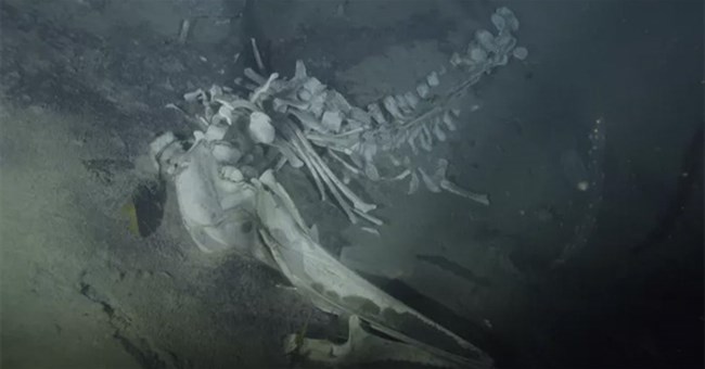 Quét camera dưới đáy Nam Cực, chuyên gia phát hiện “bữa tiệc” bất thường trong nghĩa địa cá voi