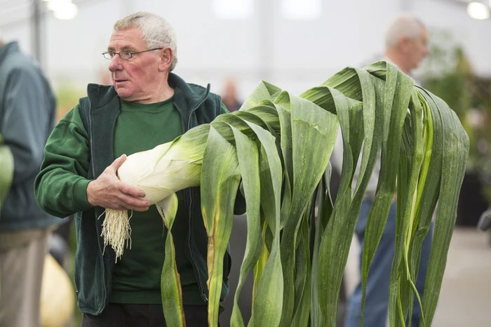 Ngày càng có nhiều nông dân trồng thành công những giống rau củ quả khổng lồ.
