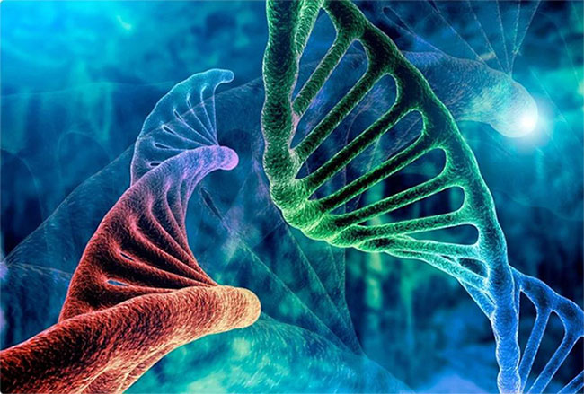 Bộ gene của chúng ta đầy “DNA rác, tại sao không xóa đi?