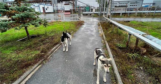 Bí ẩn bầy chó hoang vẫn sống, sinh con đẻ cái ở Chernobyl