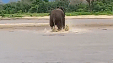 Có lẽ con cá sấu đã quá đói nên mới quyết định tấn công voi.