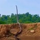 Hổ mang chúa khổng lồ vươn mình "đứng thẳng" như người tạo nên cảnh tượng kinh hãi