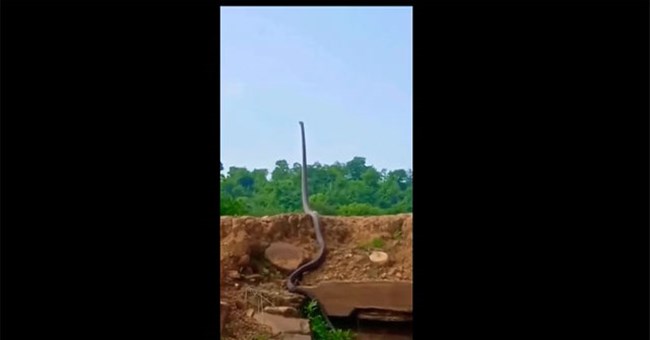 Hổ mang chúa khổng lồ vươn mình "đứng thẳng" như người tạo nên cảnh tượng kinh hãi