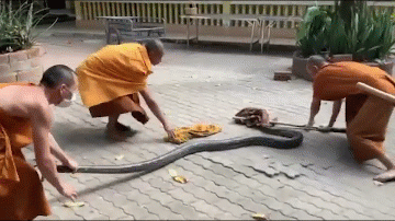  Các nhà sư đã hợp sức cùng nhau bắt con trăn. 