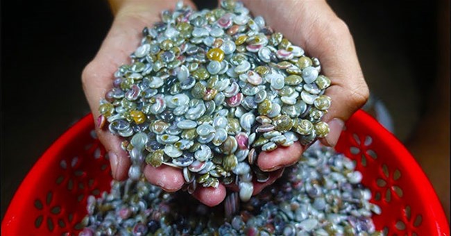 Dân tình thích thú với món ốc "bé bằng nút áo, màu sắc rực rỡ" mà không biết sự thật rùng mình phía sau