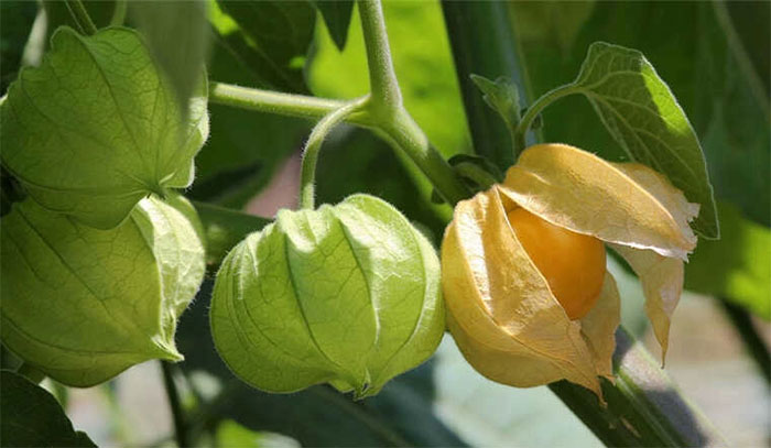 Loại quả ở Việt Nam mọc đầy đường, người Nhật lại bán gần triệu 1kg