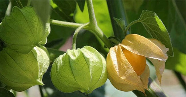 Loại quả ở Việt Nam mọc đầy đường, người Nhật lại bán gần triệu 1kg