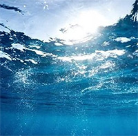 Vi khuẩn dưới nước sử dụng "ăngten" để thu năng lượng Mặt trời