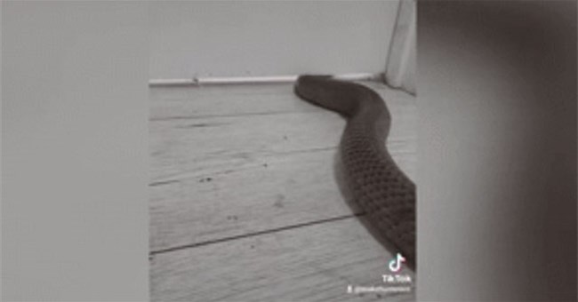 Khoảnh khắc gây sốc, loài rắn độc thứ hai thế giới tự làm phẳng mình để lẻn vào nhà