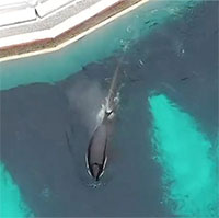 Cá voi cô đơn nhất thế giới chết sau 12 năm "giam cầm"