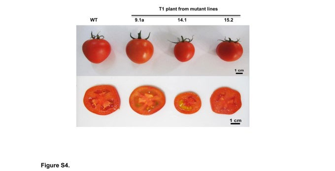 Dòng cà chua đối chứng (WT) so với các dòng cà chua chỉnh sửa gene (T1).