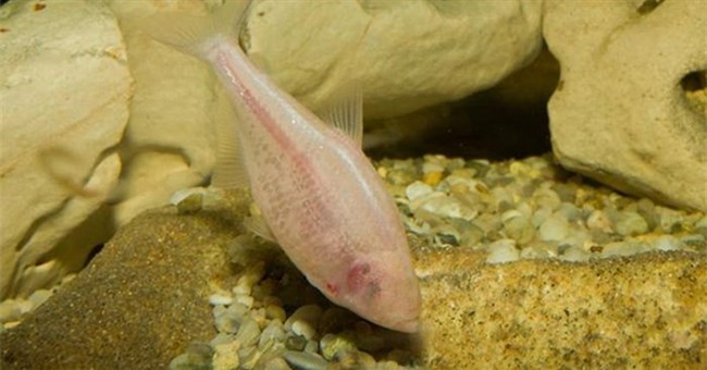 Nhiều loài vật trên thế giới đang "tiến hóa lùi"