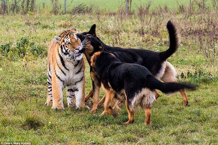 Con chó lớn nhất thế giới có thể đánh bại con hổ nhỏ nhất thế giới không?