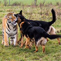 Con chó lớn nhất thế giới có thể đánh bại con hổ nhỏ nhất thế giới không?