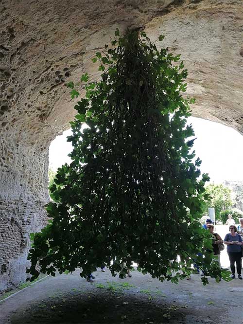 This upside-down fig tree has become one of the most popular tourist attractions in Baiae.