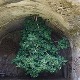 Cái cây kỳ lạ nhất thế giới thách thức mọi định luật vật lý