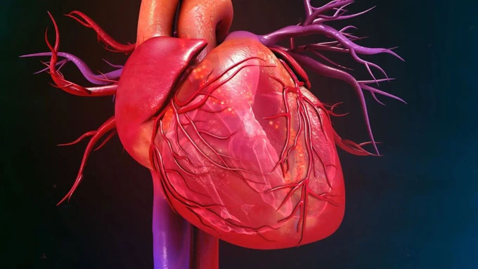 Tái tạo thành công tim người bằng công nghệ in 3D