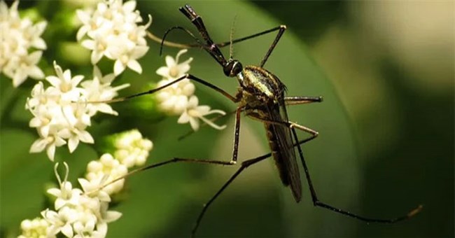 Vì sao thiên nhiên sản sinh ra nhiều loài côn trùng hút máu như vậy?