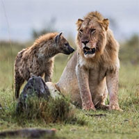 Sư tử lớn gấp 3 lần linh cẩu nhưng phải chịu mất con mồi do "chiến thuật" đặc biệt này