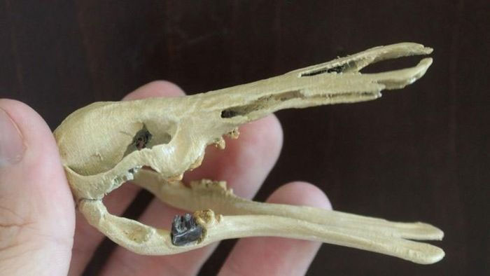 Tái tạo hộp sọ của Patagorhynchus pascuali, với chiếc răng hàm đã hóa thạch.