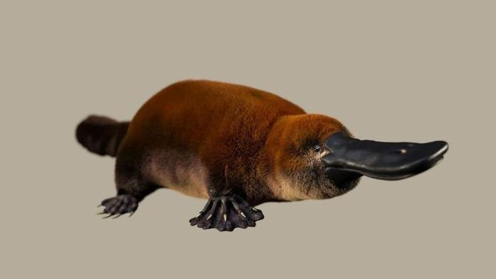 Hóa thạch giống thú mỏ vịt cổ đại có thể lật lại lịch sử?