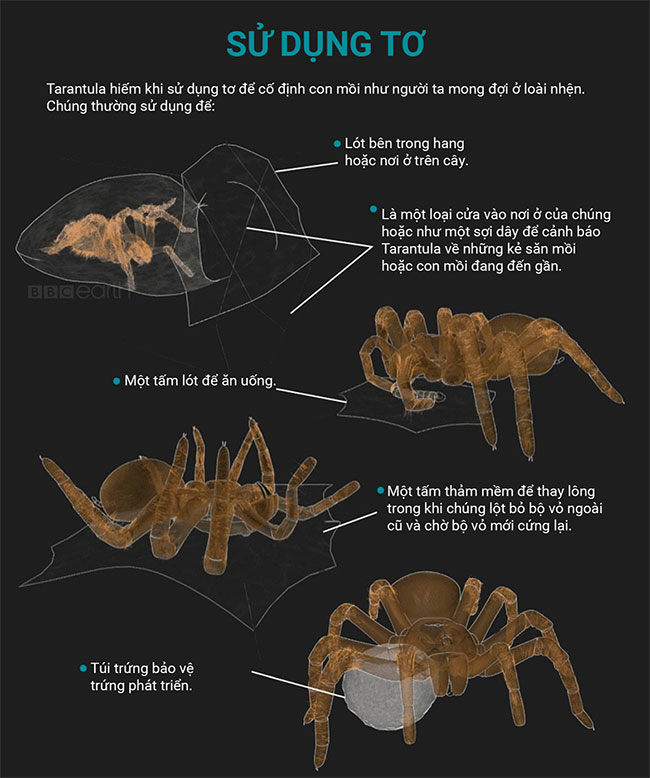 Những sự thật thú vị về loài nhện Tarantula