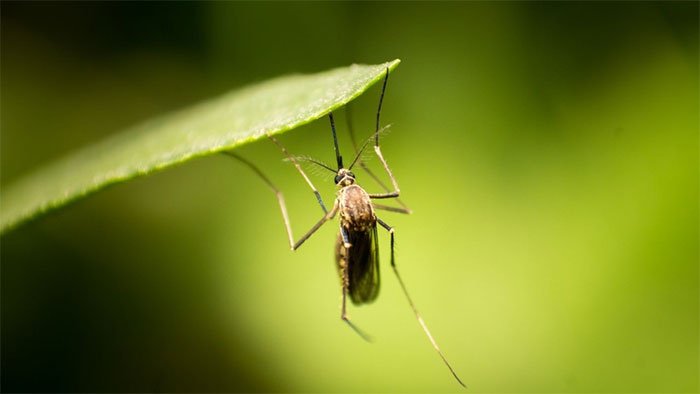  Muỗi Culex là trung gian truyền bệnh viêm não Nhật Bản. 
