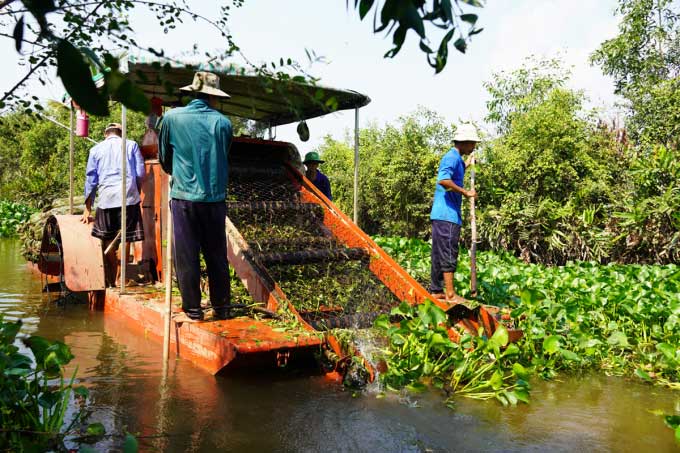 Các nhà khoa học nghiên cứu nuôi bọ diệt lục bình