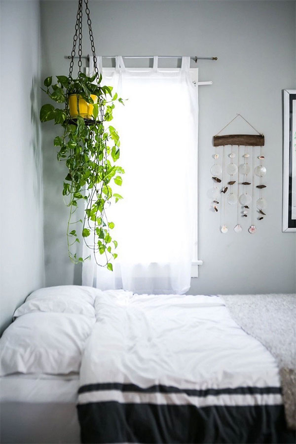 5 bước để cứu cây cảnh khi lá bị chuyển sang màu vàng