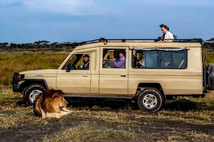 Tại sao sư tử không tấn công người trong xe safari?