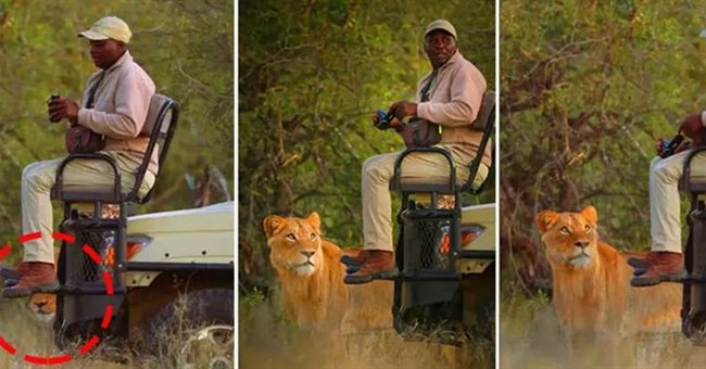 Tại sao sư tử không tấn công người trong xe safari?