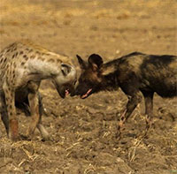 Chó hoang châu Phi cả gan bao vây, linh cẩu "lật ngược tình thế" nhờ kỹ năng đặc biệt này!