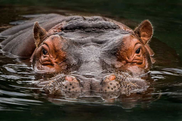 Hà mã là loài động vật ưa nước có kích thước lớn sống ở châu Phi.