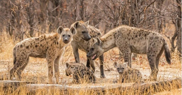 Chó hoang châu Phi cả gan bao vây, linh cẩu “lật ngược tình thế” nhờ kỹ năng đặc biệt này!