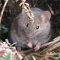 Kế hoạch xóa sổ chuột nhắt trên hòn đảo Nam Phi
