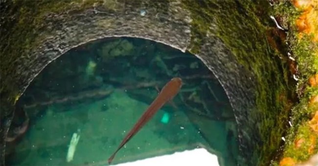 Vì sao cá được nuôi trong giếng hay bể nước mưa không thể lớn? 