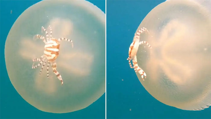 Cua san hô chưa trưởng thành cưỡi trên thân một con sứa blubber.