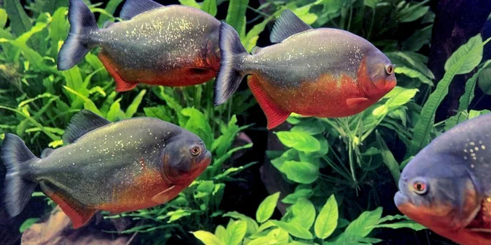 Cá piranha có thực sự nguy hiểm như những lời đồn?