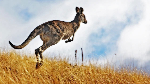 Australia cho phép thợ săn giết hàng triệu con kangaroo hàng năm