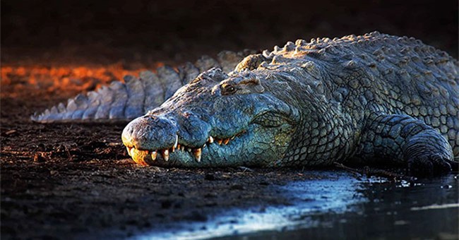 Tại sao lại có 12.000 con cá sấu sông Nile sinh sống trong hồ giữa sa mạc?