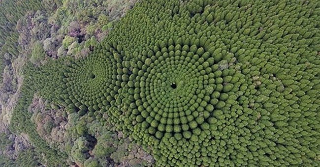 Kinh ngạc vòng tròn cây lạ lùng ở Nhật Bản, nghi của người ngoài hành tinh