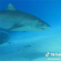Khoảnh khắc đáng sợ khi cá mập chuyển sang "chế độ săn mồi"